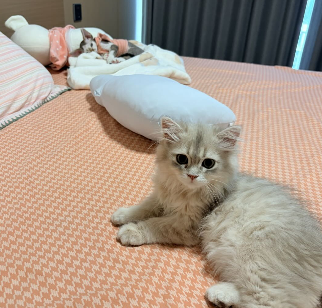 秀慧养的白色长毛猫趴在床上